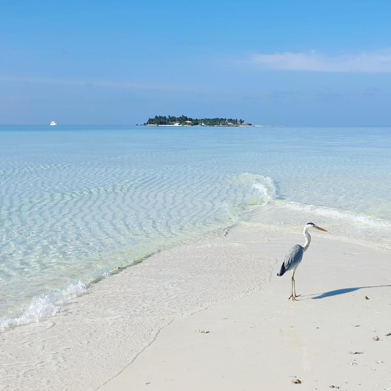 Ukulhas Villa Beach Hotel Укулхас, Мальдивы — бронируйте Гостевые дома,  цены в 2024 году